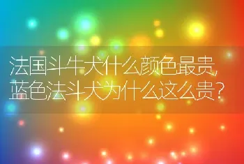 法国斗牛犬什么颜色最贵，蓝色法斗犬为什么这么贵？