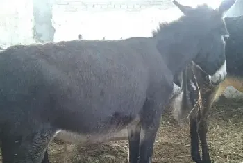 肉驴浆液性关节炎的诊断与治疗