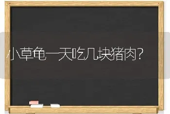 小草龟一天吃几块猪肉？