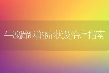 牛腐蹄病的症状及治疗指南