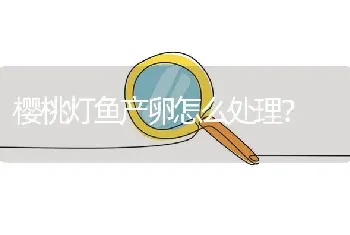 樱桃灯鱼产卵怎么处理？