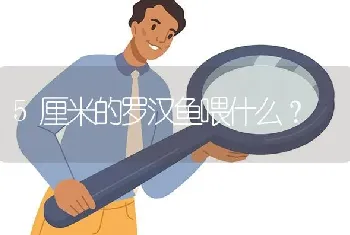 5厘米的罗汉鱼喂什么？