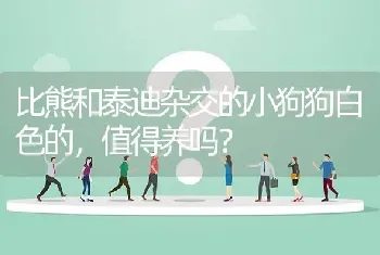 比熊和泰迪杂交的小狗狗白色的，值得养吗？