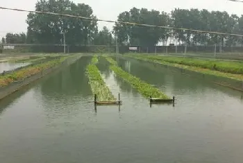 黄鳝泥鳅混养技术