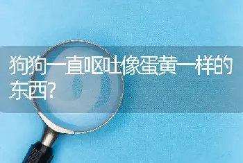 狗狗一直呕吐像蛋黄一样的东西？