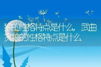 狼的性格特点是什么，武曲贪狼的性格特点是什么