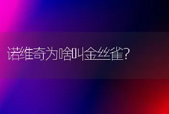 诺维奇为啥叫金丝雀？