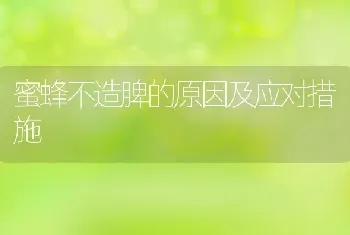 蜜蜂不造脾的原因及应对措施