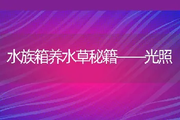 预防宠物狗腹泻的四个基本点