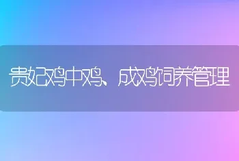 贵妃鸡中鸡、成鸡饲养管理