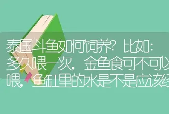 泰国斗鱼如何饲养？比如:多久喂一次，金鱼食可不可以喂，鱼缸里的水是不是应该经常换下？