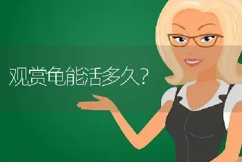 观赏龟能活多久？