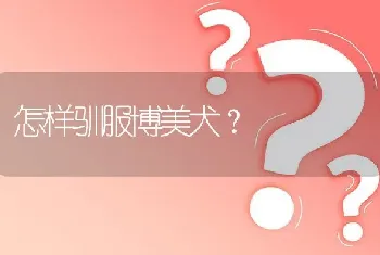 怎样驯服博美犬？