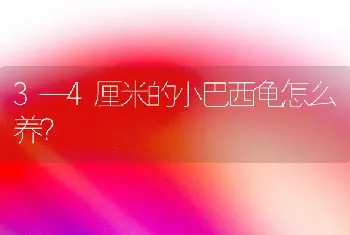 3—4厘米的小巴西龟怎么养？