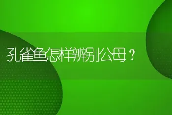 孔雀鱼怎样辨别公母？