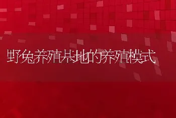 野兔养殖基地的养殖模式