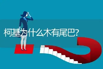 柯基为什么木有尾巴？