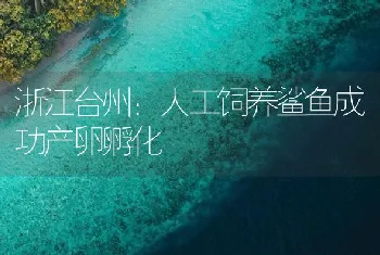 浙江台州：人工饲养鲨鱼成功产卵孵化