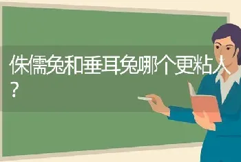 侏儒兔和垂耳兔哪个更粘人？