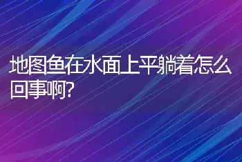 地图鱼在水面上平躺着怎么回事啊？