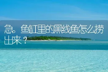 急。鱼缸里的黑线鱼怎么捞出来？