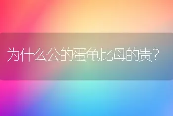 为什么公的蛋龟比母的贵？