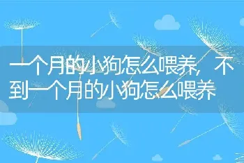 一个月的小狗怎么喂养，不到一个月的小狗怎么喂养