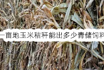 一亩地玉米秸秆能出多少青储饲料