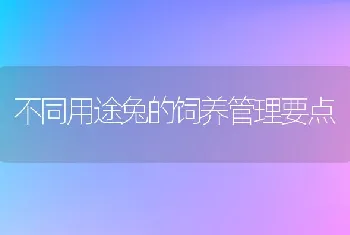 不同用途兔的饲养管理要点