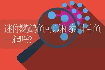 迷你鹦鹉鱼可以和泰国斗鱼一起吗？