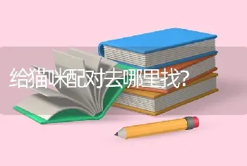 给猫咪配对去哪里找？