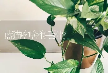 蓝猫吃啥粮毛滑？