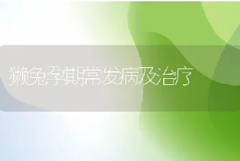 獭兔孕期常发病及治疗