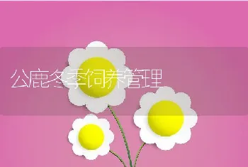 公鹿冬季饲养管理