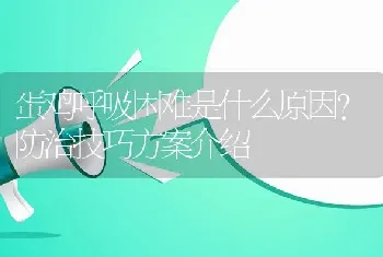 蛋鸡呼吸困难是什么原因？防治技巧方案介绍