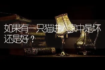 如果有一只猫进入家中是坏还是好？