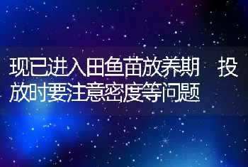 现已进入田鱼苗放养期投放时要注意密度等问题