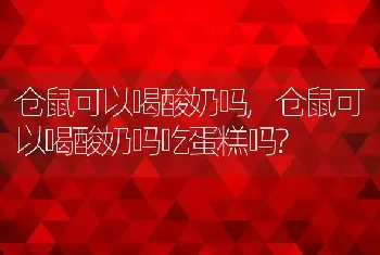 仓鼠可以喝酸奶吗，仓鼠可以喝酸奶吗吃蛋糕吗？