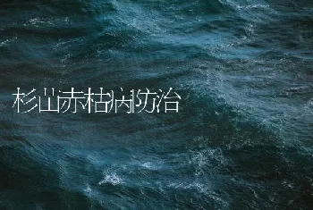 杉苗赤枯病防治