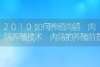 2010如何养殖肉鸽肉鸽养殖技术肉鸽的养殖前景