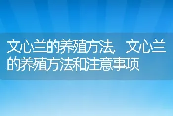 文心兰的养殖方法，文心兰的养殖方法和注意事项