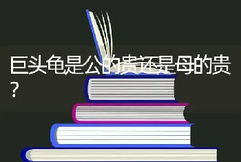 中华田园猫宠物店可以买到吗？