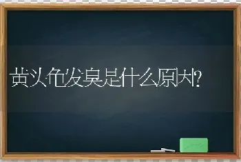 黄头龟发臭是什么原因？