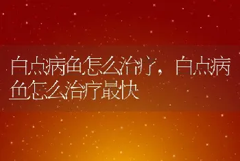 白点病鱼怎么治疗，白点病鱼怎么治疗最快