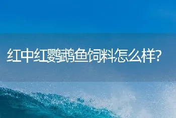 红中红鹦鹉鱼饲料怎么样？