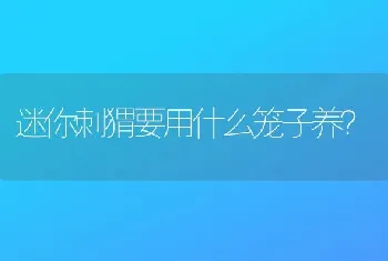 迷你刺猬要用什么笼子养？