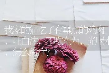 我家的猫吃了有霉点的鸡肉，吐白沫，不吃东西，光喝水，怎么治疗？