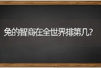 兔的智商在全世界排第几？