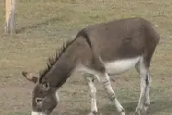 介绍优良驴种