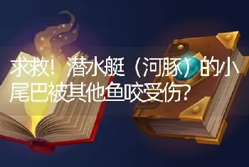 求救！潜水艇（河豚）的小尾巴被其他鱼咬受伤？